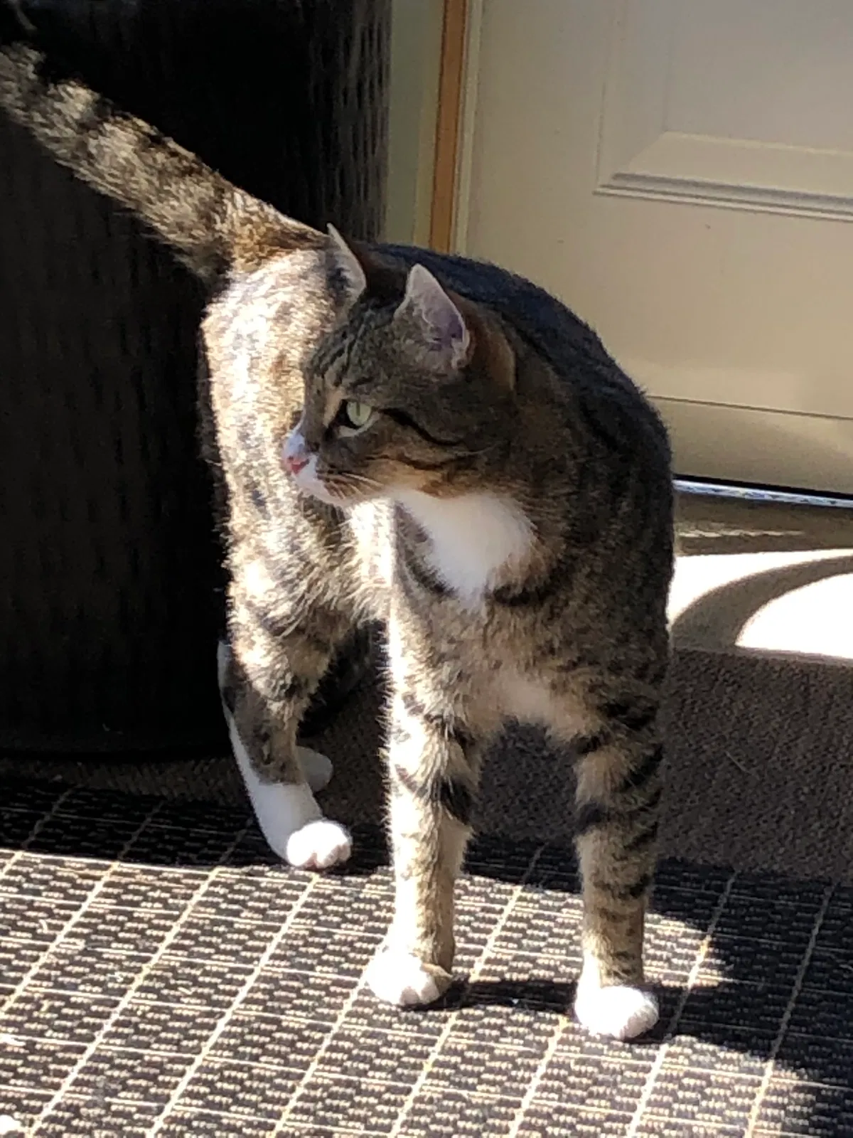 Found cat in Lexington, SC, 29072