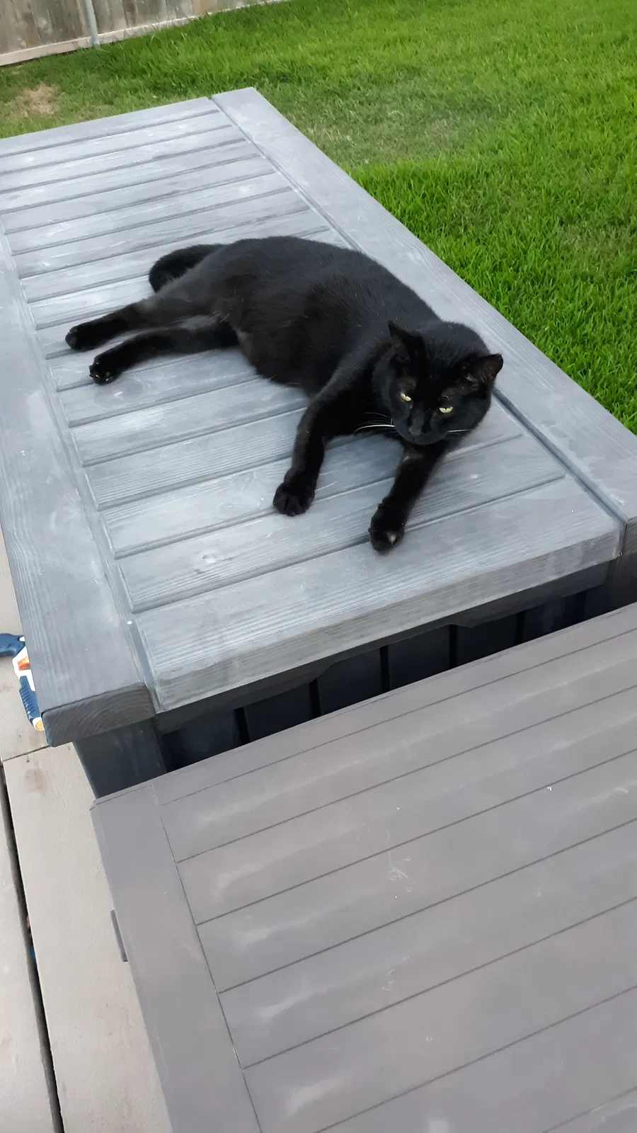 Lost cat in Temple, TX, 76502