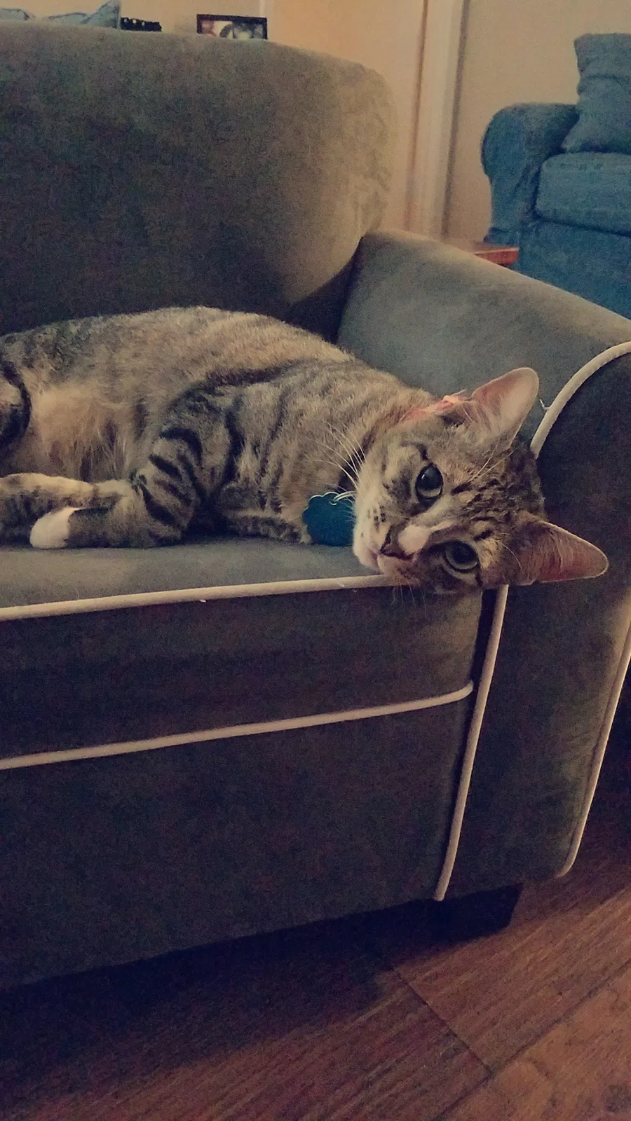 Lost cat in Spring, TX, 77388
