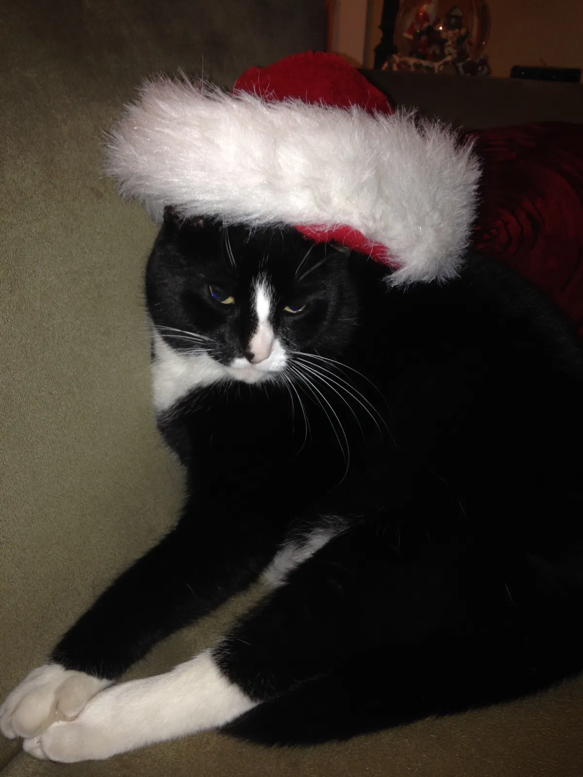 Lost cat in Spokane, WA, 99223