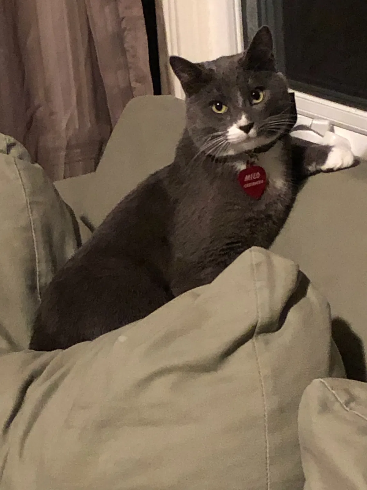 Lost cat in Richmond, CA, 94801