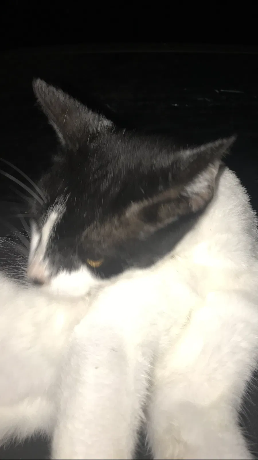 Lost cat in Burlington, NC, 27215