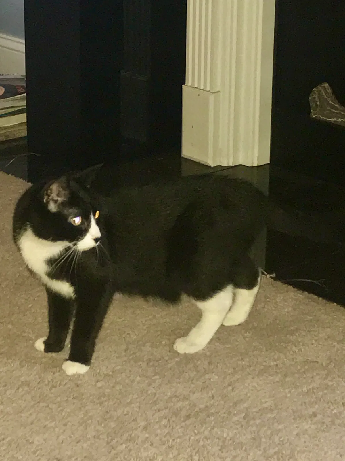 Lost cat in Newport, NC, 28570