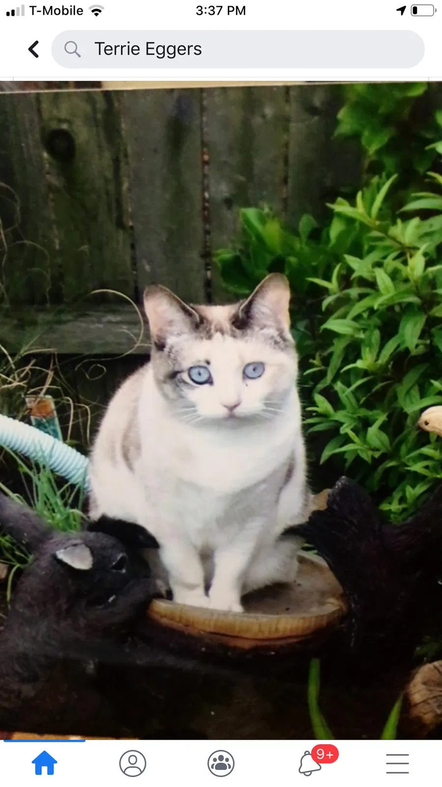 Lost cat in Columbus, OH, 43207