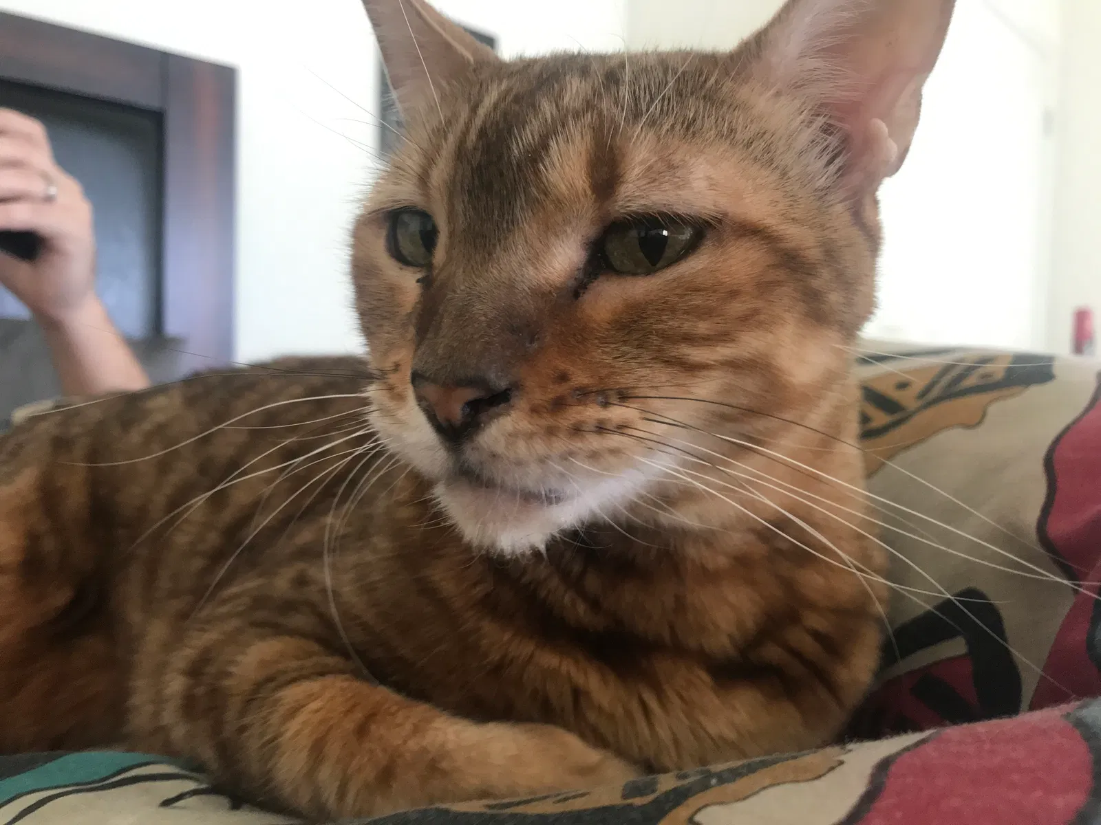 Lost cat in Upland, CA, 91784