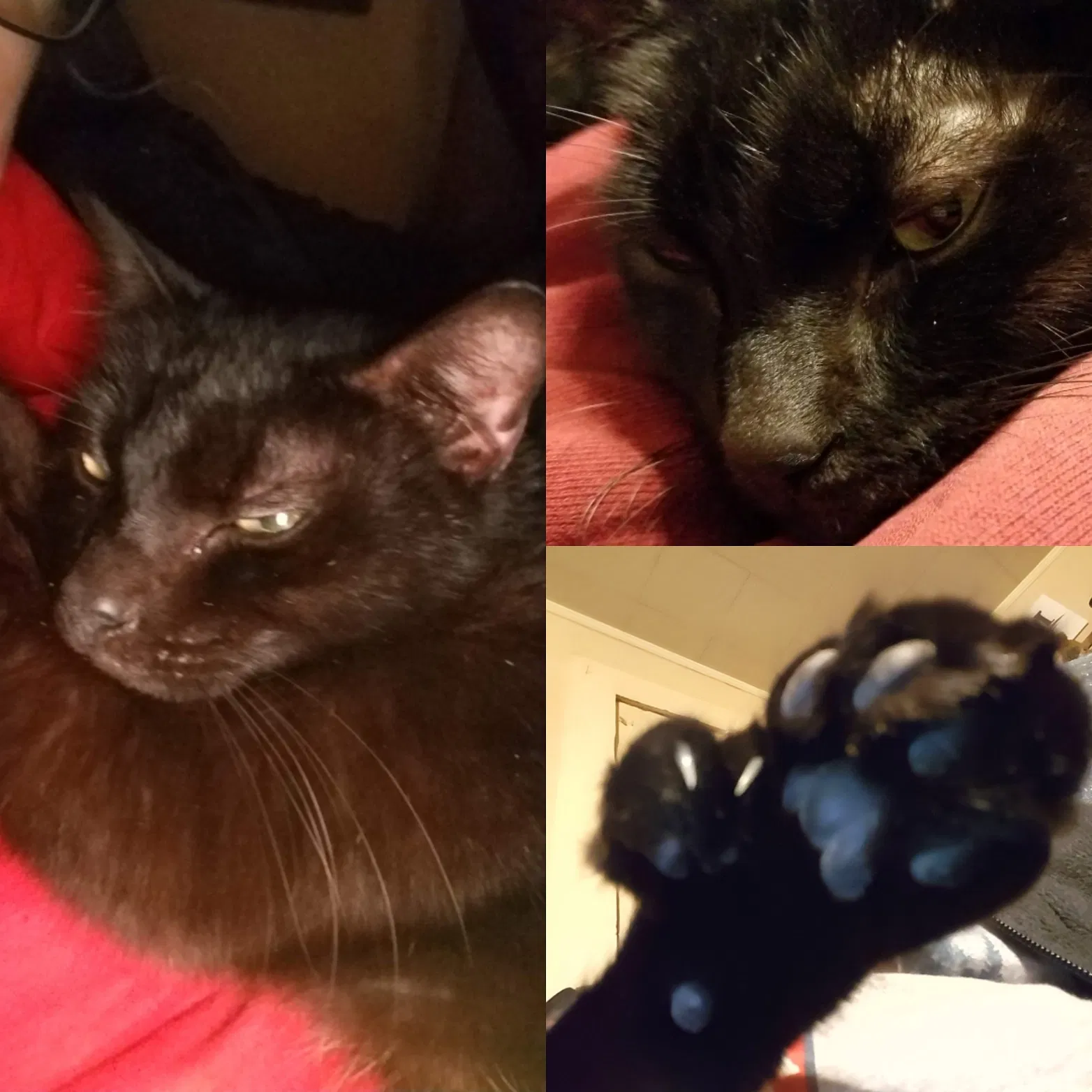 Lost cat in Adamsville, AL, 35005
