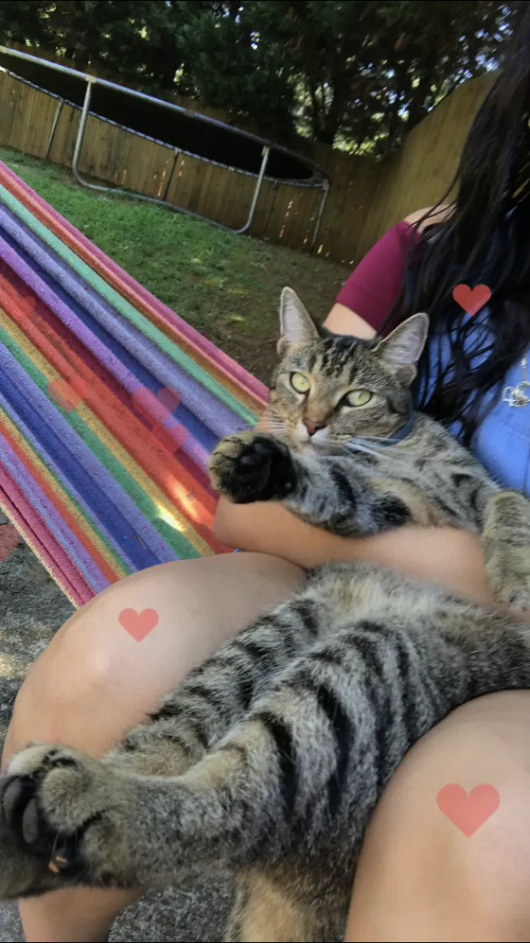 Lost cat in Greensboro, NC, 27405