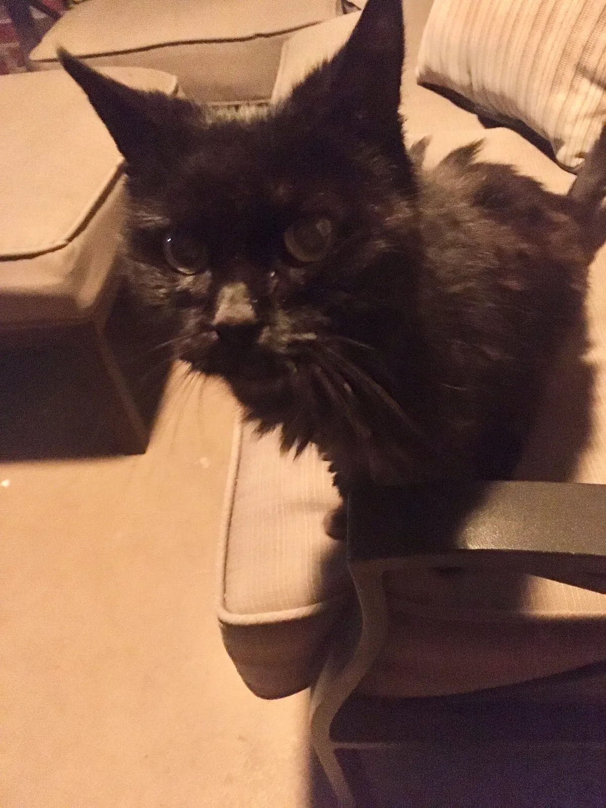 Lost cat in Cincinnati, OH, 45227