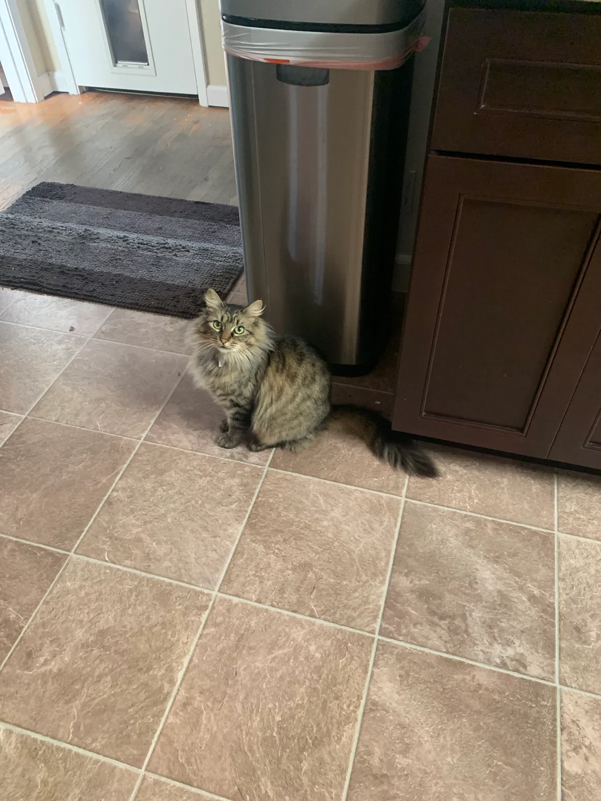 Lost cat in Salinas, CA, 93901