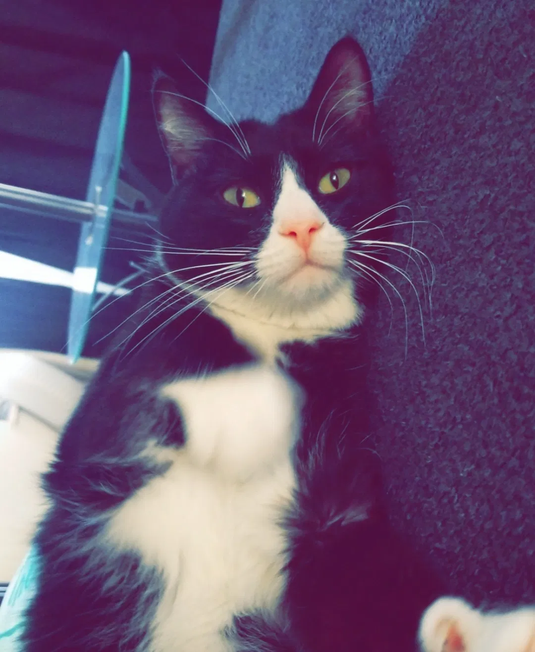 Lost cat in Sparks, NV, 89436