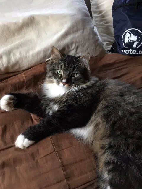 Lost cat in Suffield, CT, 6078