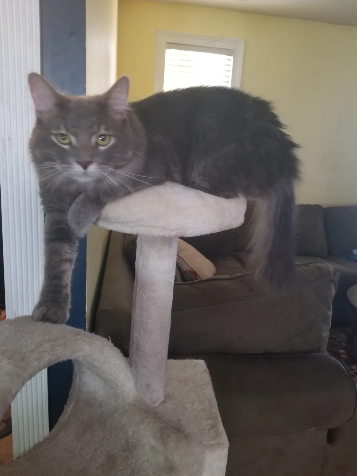 Lost cat in Howell, MI, 48843