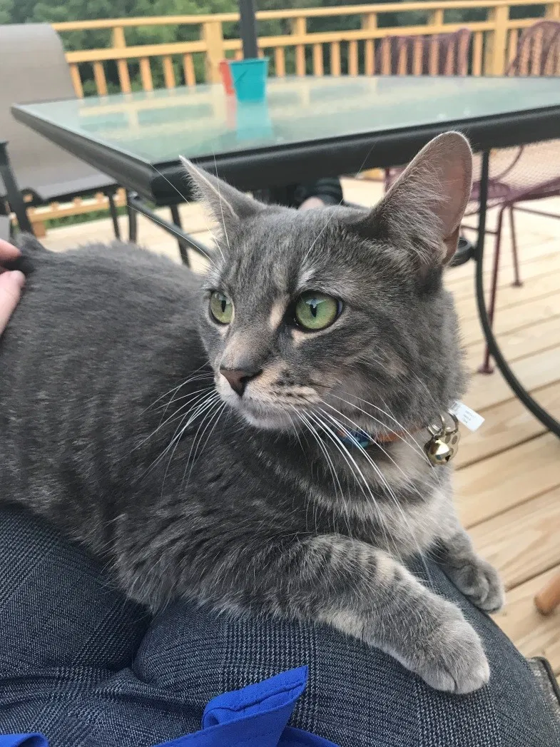 Lost cat in Middletown, CT, 6457