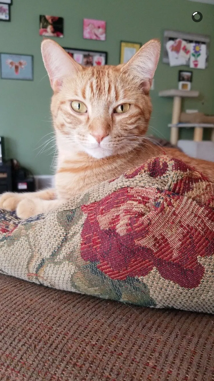 Lost cat in Lakeland, MN, 55043
