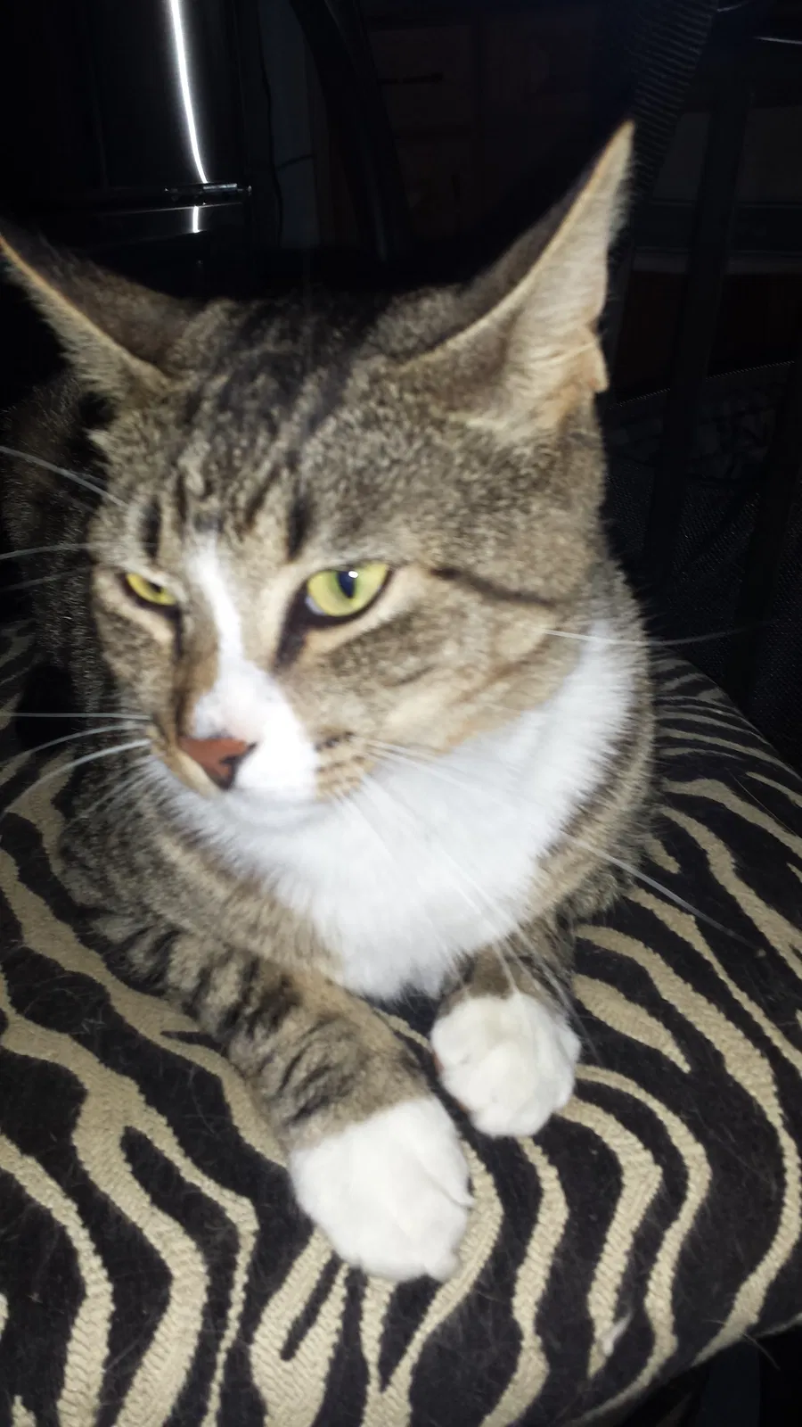 Lost cat in Meriden, CT, 6451
