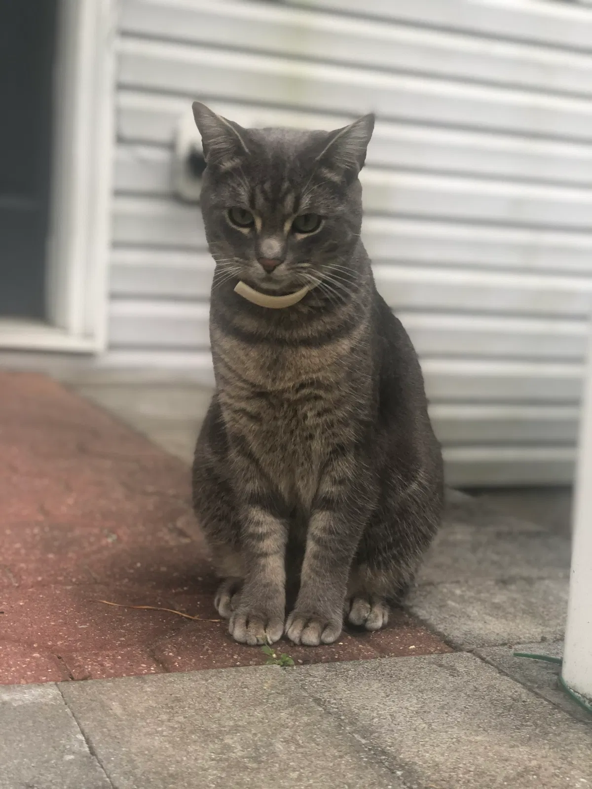 Lost cat in Winter Park, FL, 32792