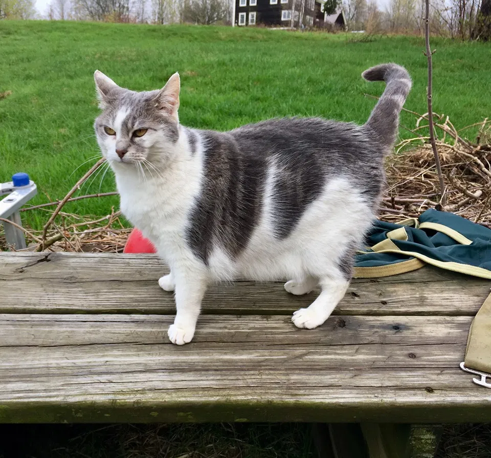 Lost cat in Bethel, VT, 5032