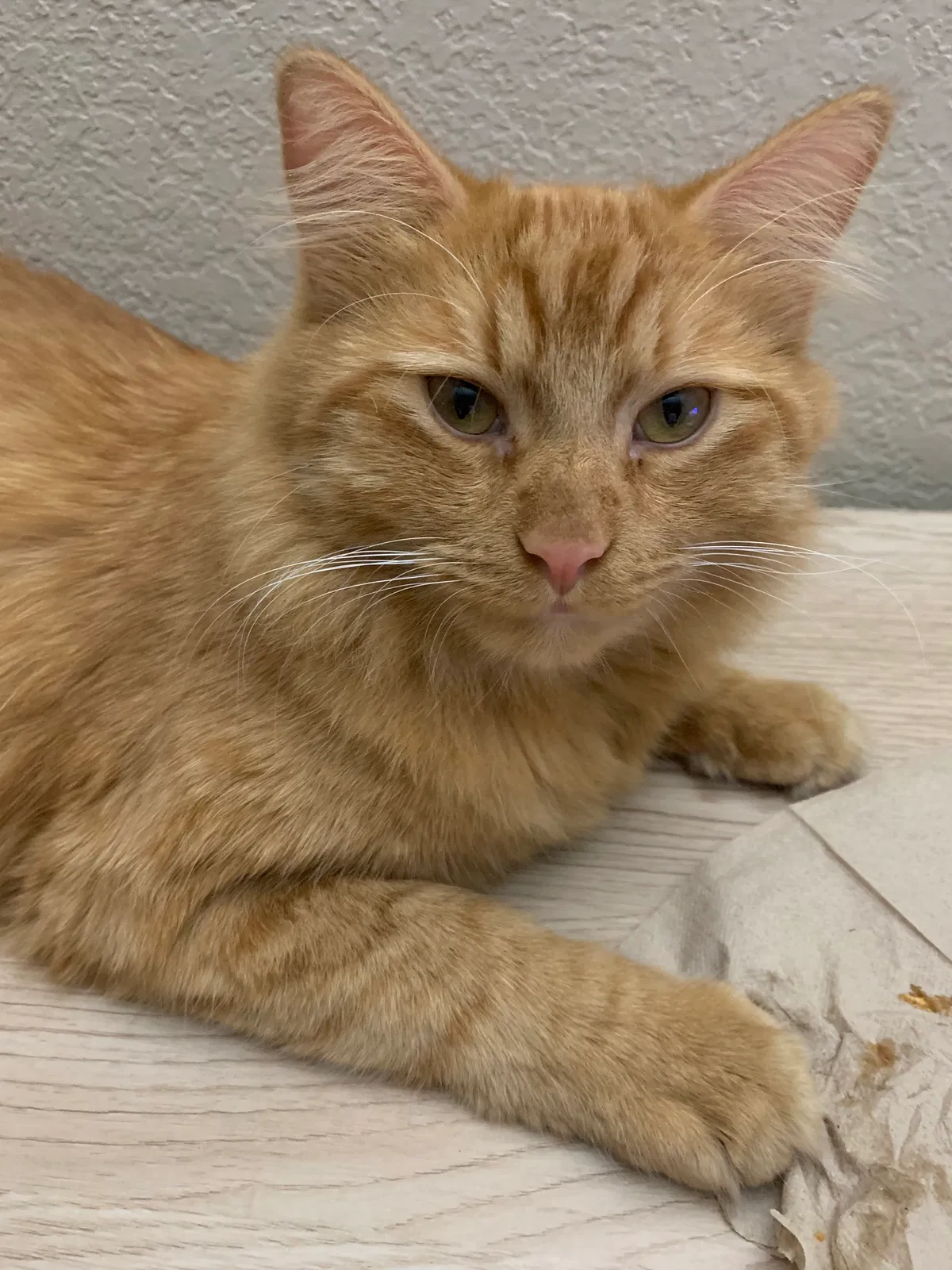 Lost cat in Austin, TX, 78739