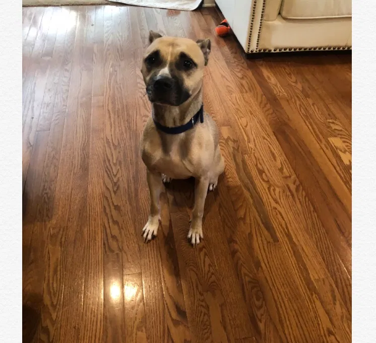 Found dog in Browns Summit, NC, 27214