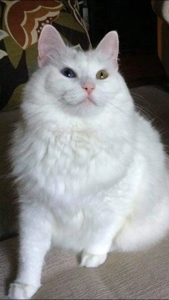 Lost cat in Lake Jackson, TX, 77566