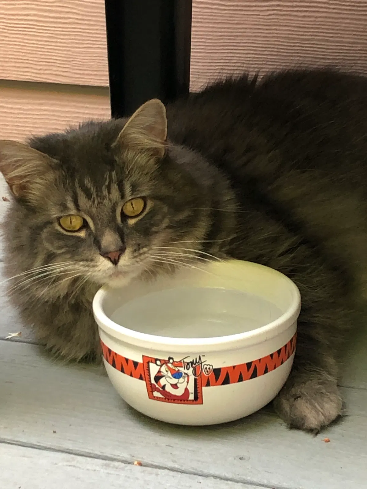 Lost cat in Asheville, NC, 28805