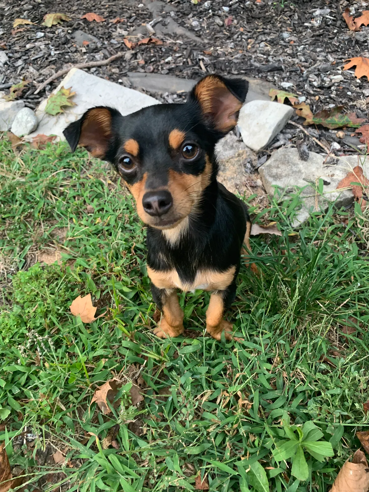 Lost dog in Bedford, IN, 47421