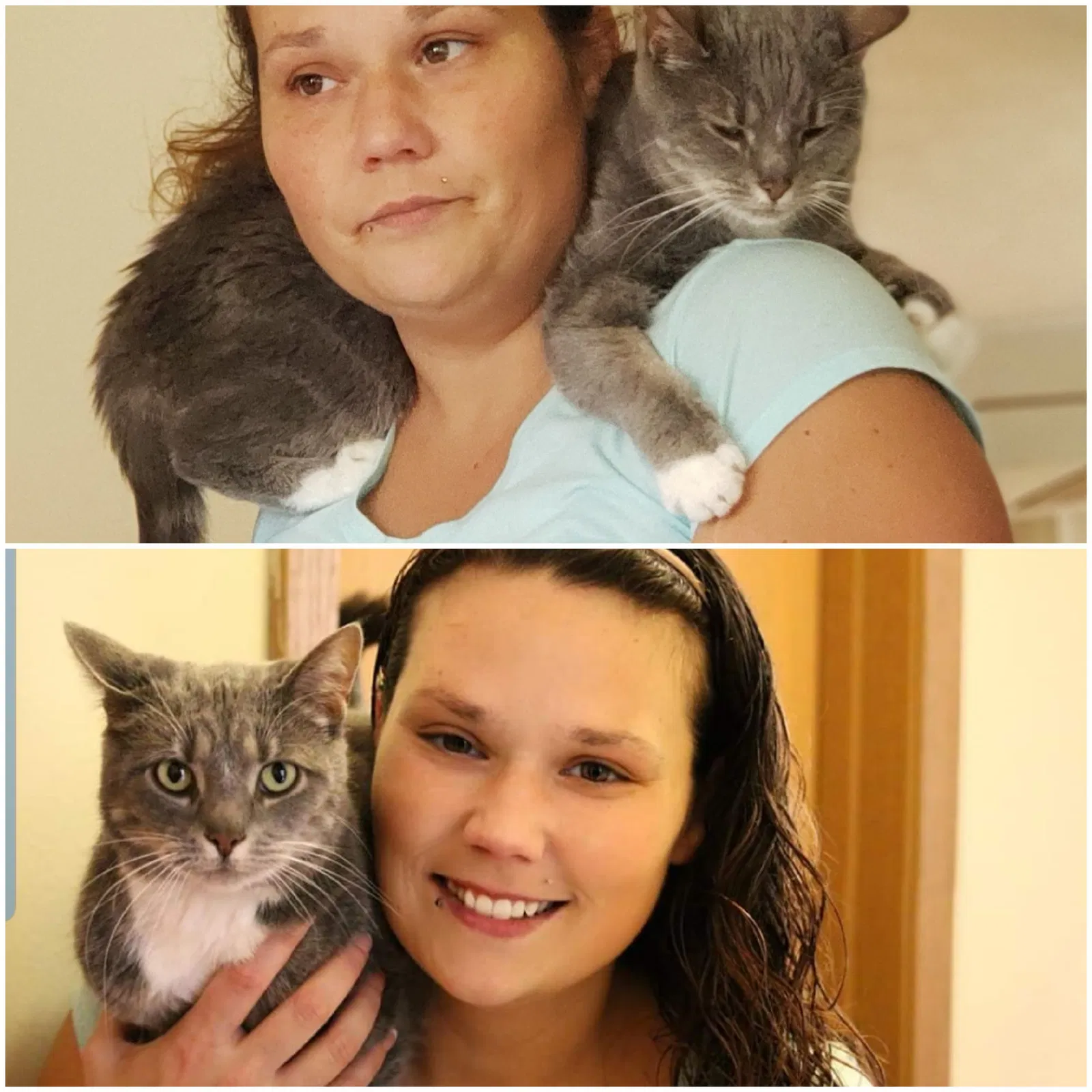Lost cat in Columbus, OH, 43207
