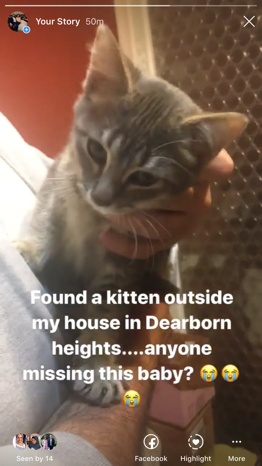 Found cat in Dearborn Heights, MI, 48127