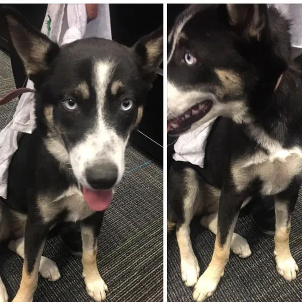 Lost dog in La Habra, CA, 90631