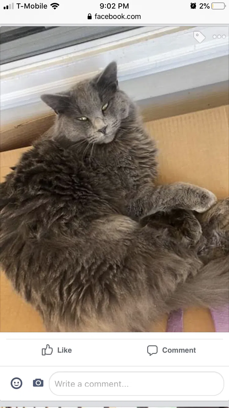 Lost cat in Dawsonville, GA, 30534