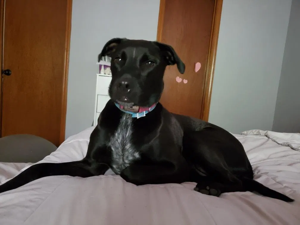 Lost dog in Loganville, GA, 30052