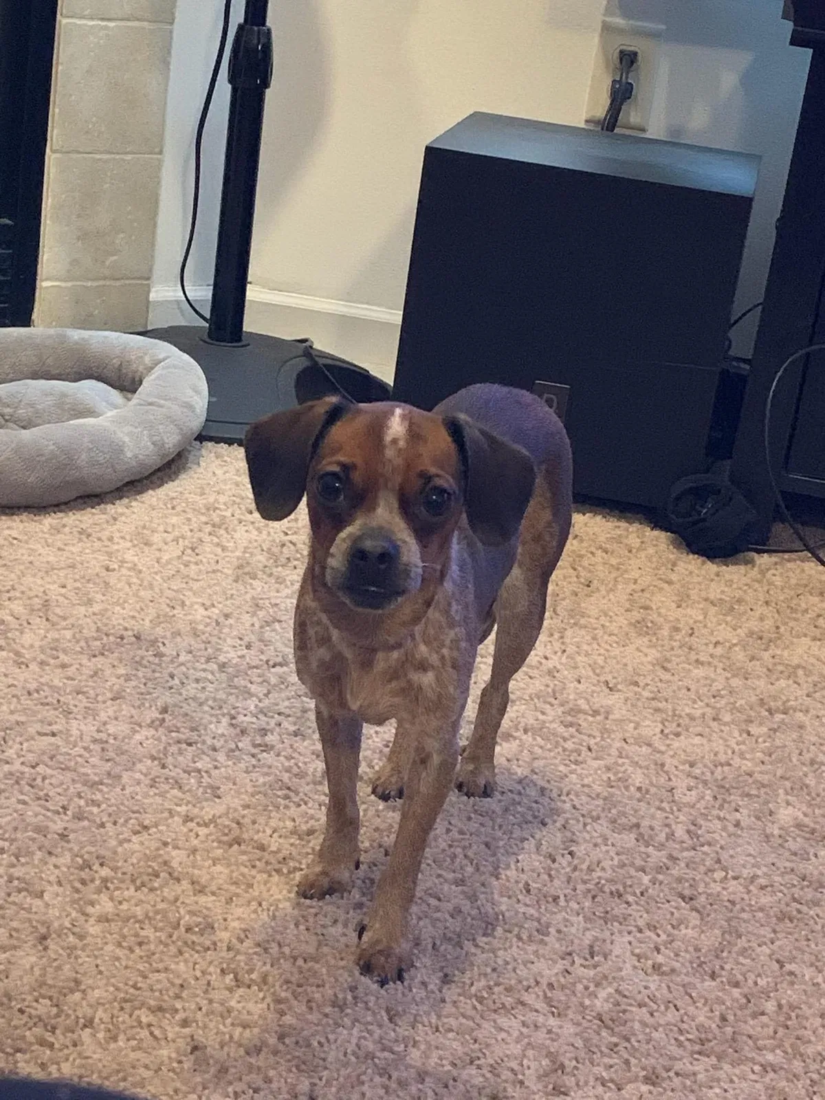 Lost dog in Minneapolis, MN, 55443
