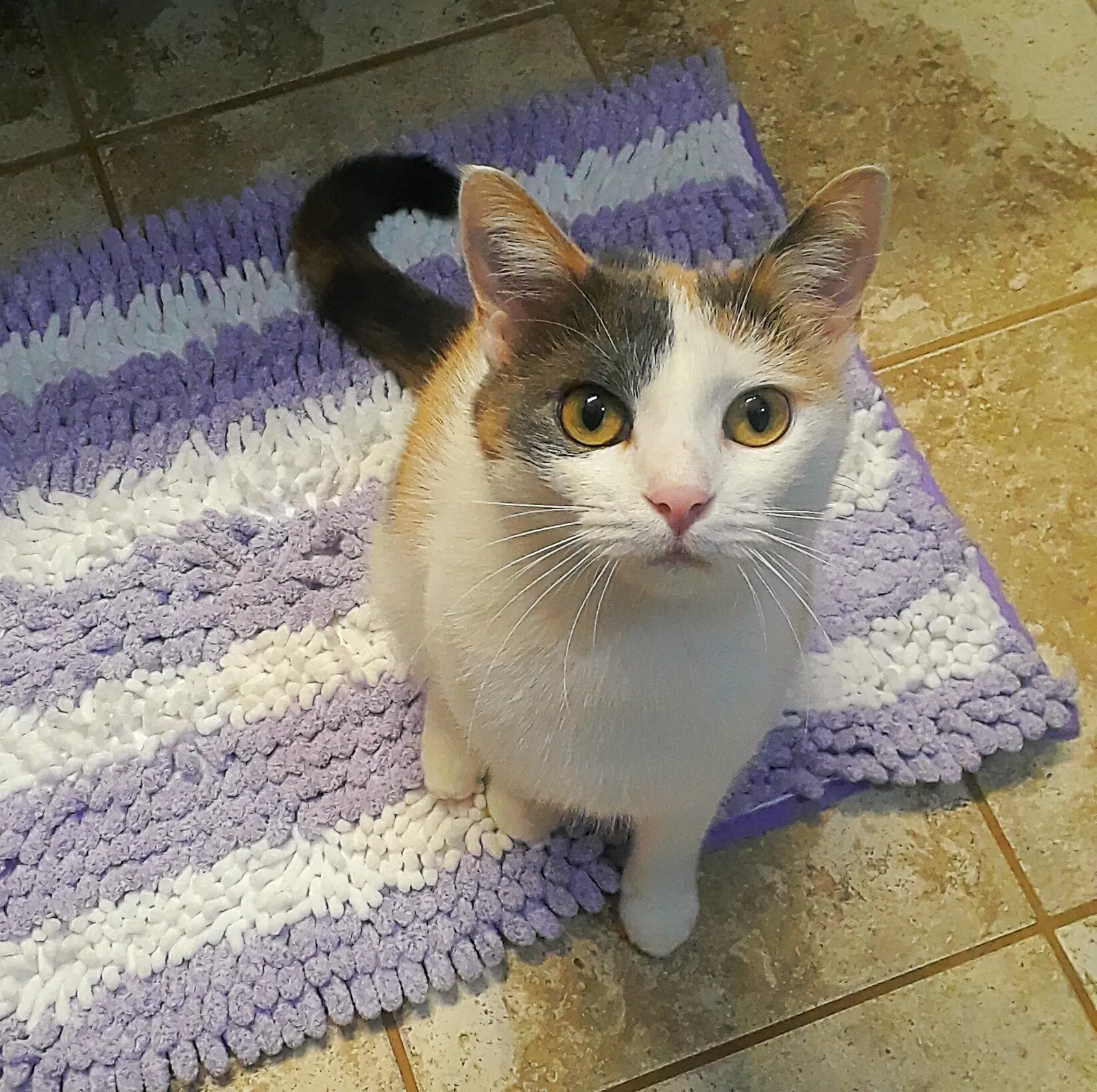 Lost cat in Acworth, GA, 30101
