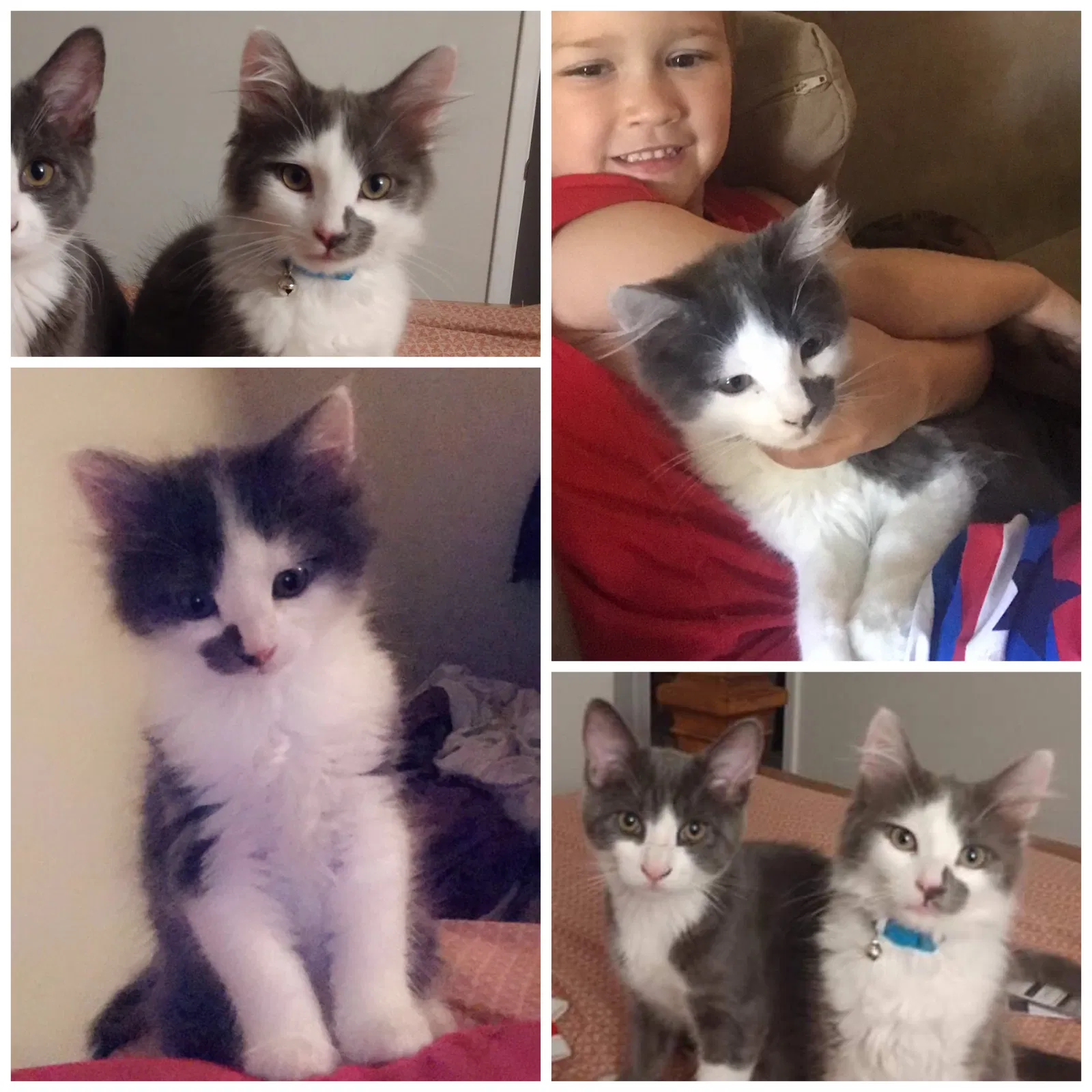 Lost cat in Mesa, AZ, 85202