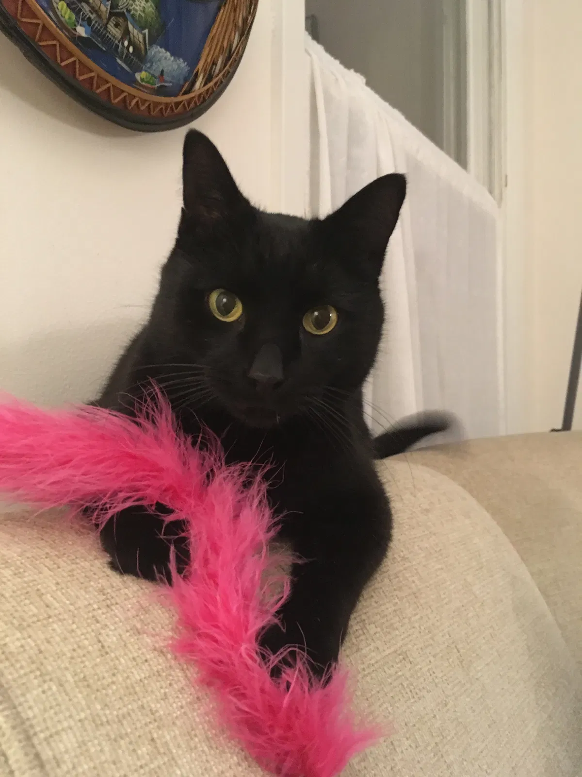 Lost cat in Saint Paul, MN, 55103