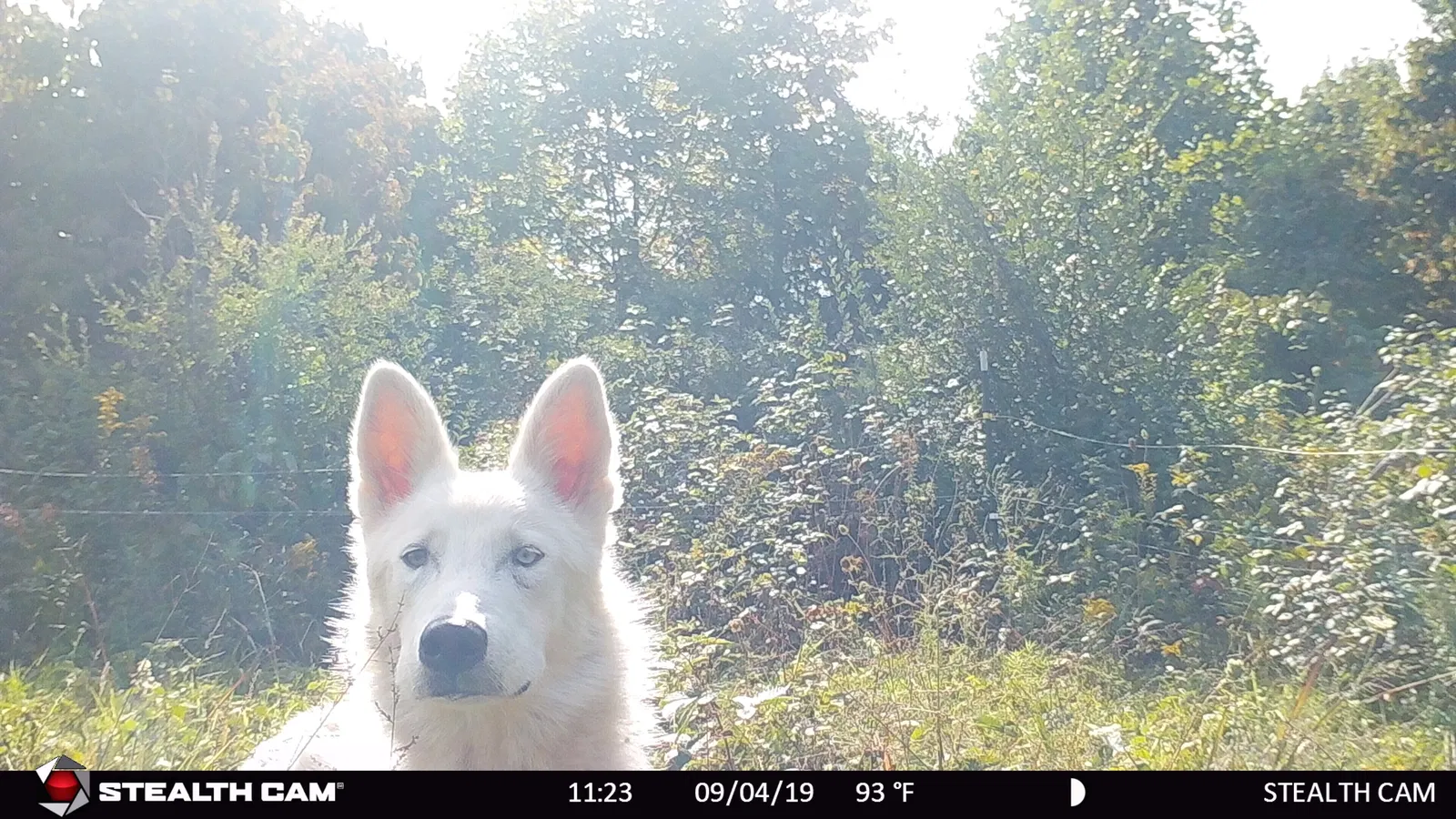 Lost dog in Crooksville, OH, 43731