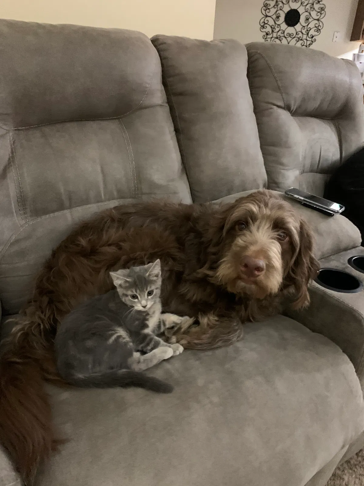 Lost dog in Hilliard, OH, 43026