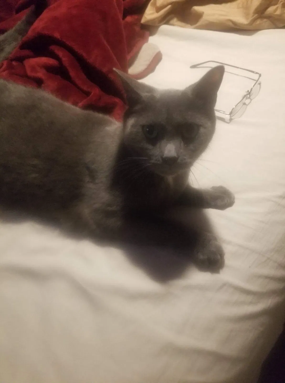 Lost cat in Bayville, NJ, 8721