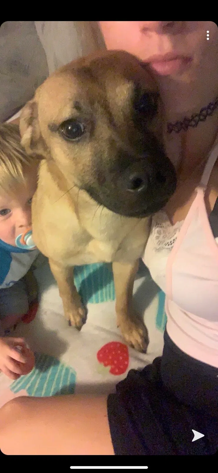 Lost dog in Columbus, OH, 43204