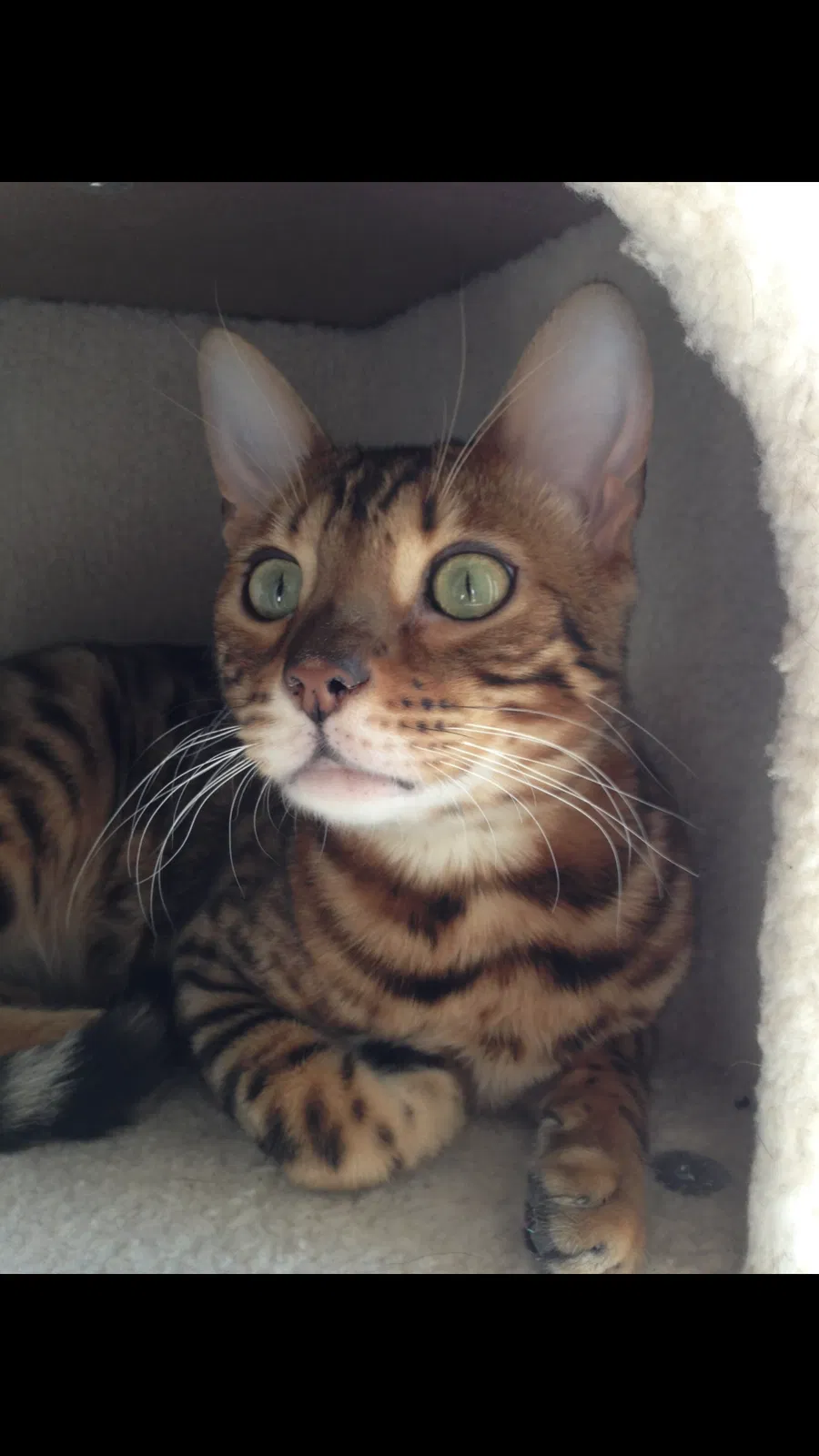 Lost cat in Delaware, OH, 43015