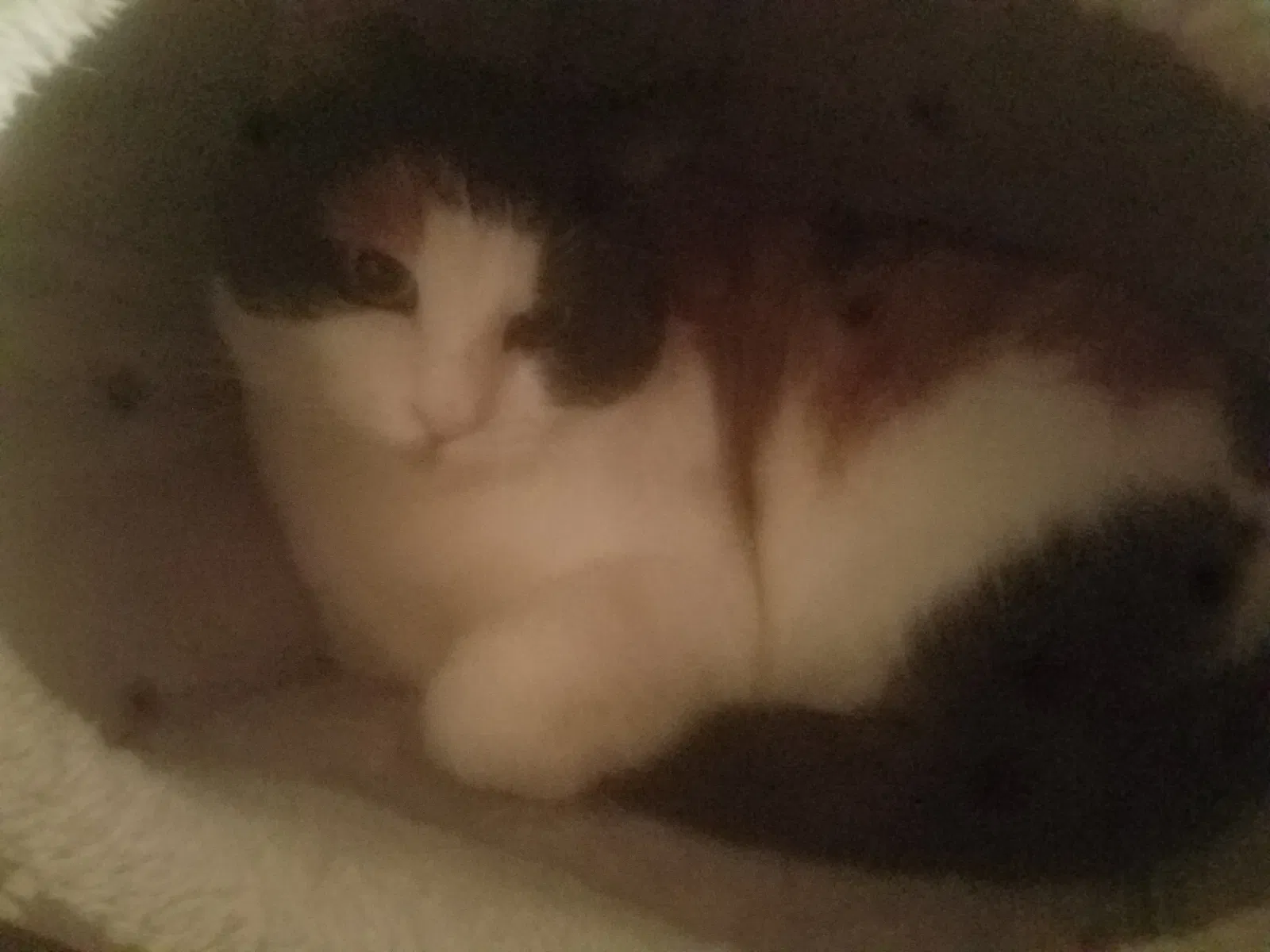 Lost cat in Central Square, NY, 13036