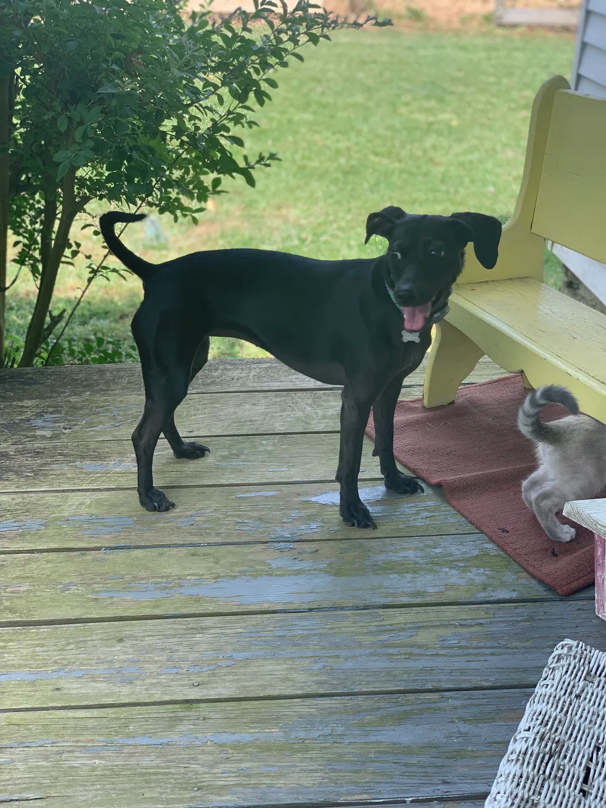 Lost dog in Leoma, TN, 38468