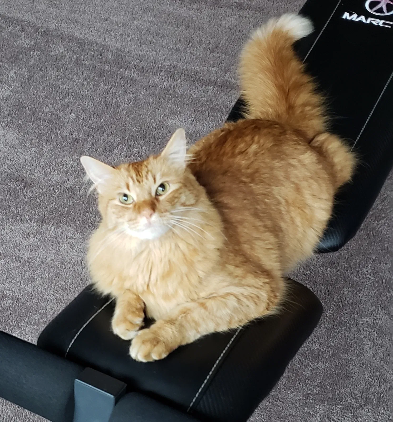 Lost cat in Keller, TX, 76244