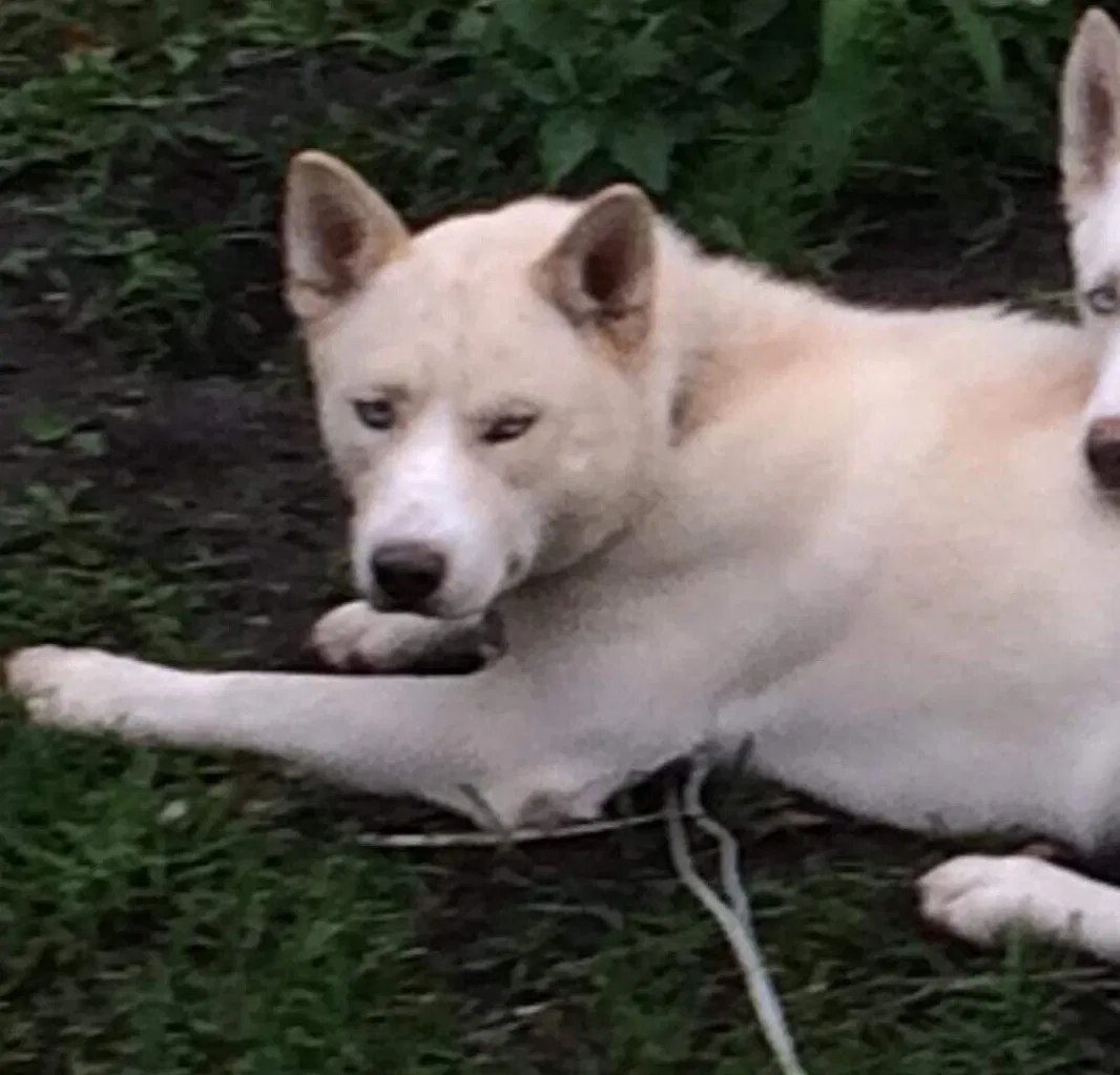 Lost dog in New Richland, MN, 56072