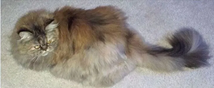 Lost cat in Ramona, CA, 92065
