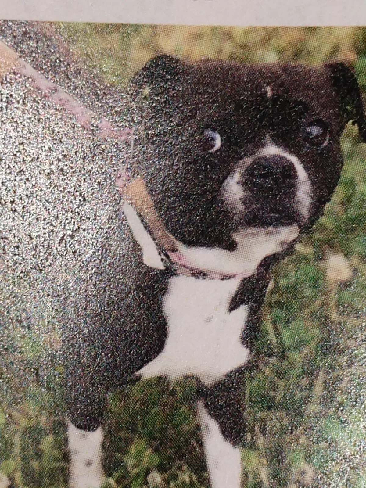 Lost dog in Waynesboro, VA, 22980