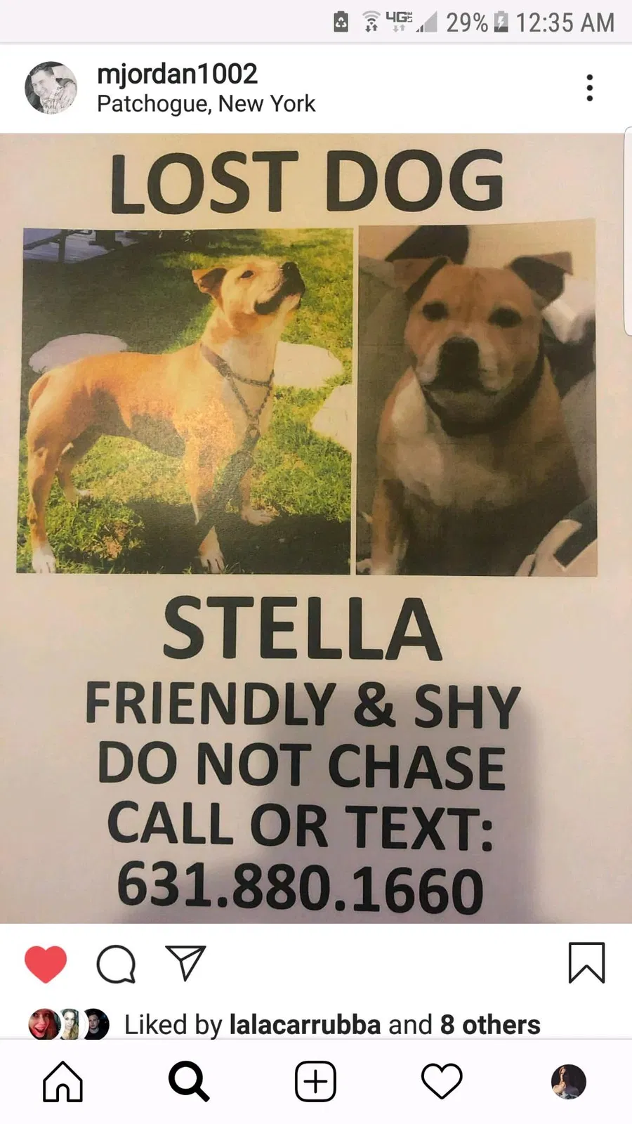 Lost dog in Patchogue, NY, 11772