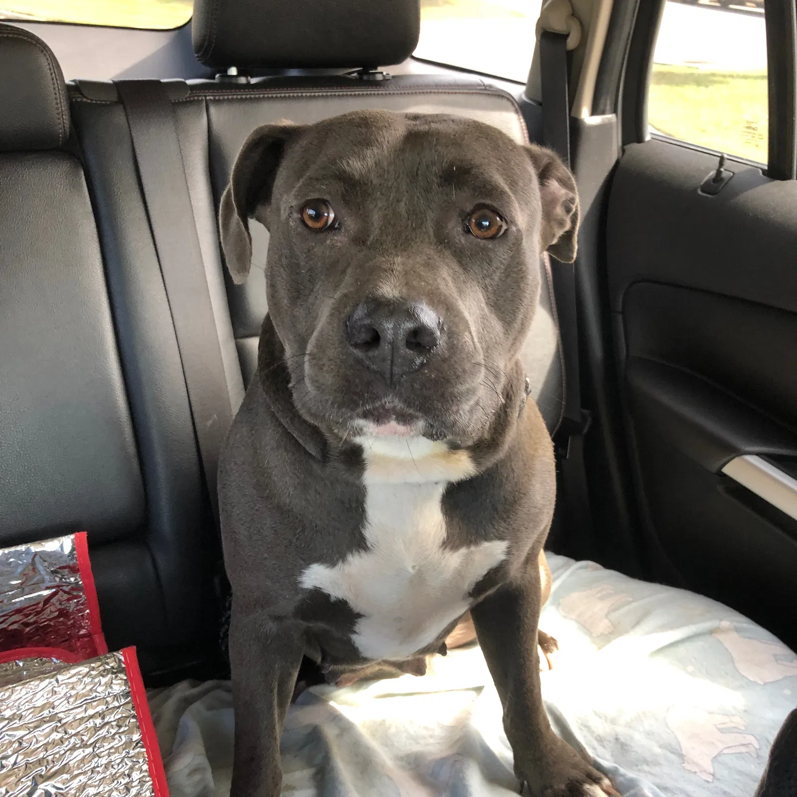 Found dog in Wilmer, AL, 36587
