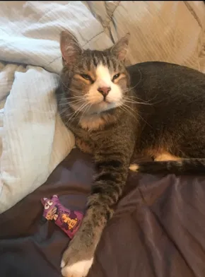 Lost cat in Parker, CO, 80134