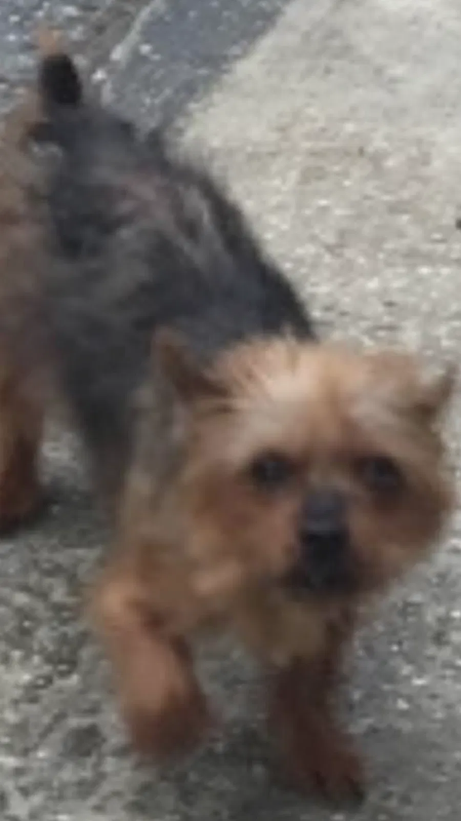 Lost dog in Tampa, FL, 33617